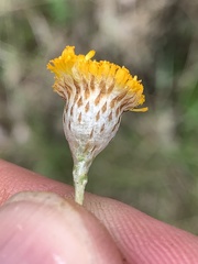 Leptorhynchos squamatus