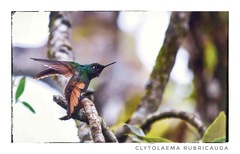 Heliodoxa rubricauda