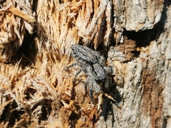 Menemerus