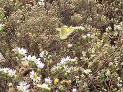 Colias