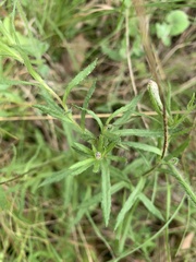 Leptorhynchos squamatus