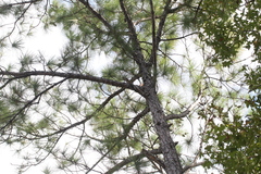 Dryobates borealis