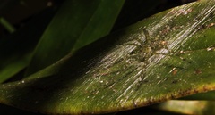 Thaumasia