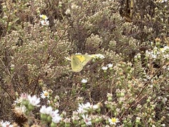 Colias