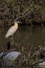 Pilherodius pileatus