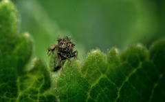 Cyphonia clavigera