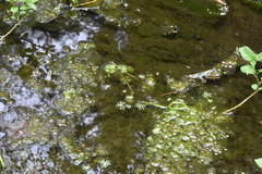 Ranunculus gmelinii