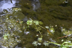 Ranunculus gmelinii