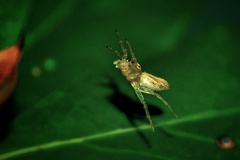 Chira