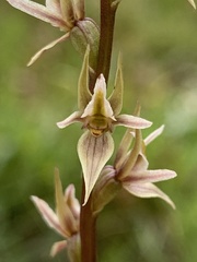 Prasophyllum petilum