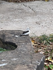 Fluvicola nengeta