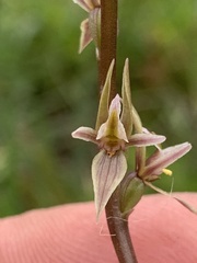 Prasophyllum petilum