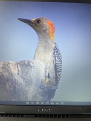 Melanerpes aurifrons