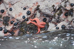 Stichaster striatus