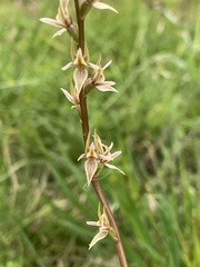 Prasophyllum petilum