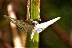 Nomophilini