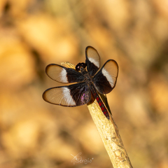 Diastatops dimidiata