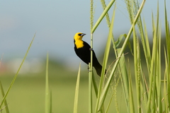 Chrysomus icterocephalus