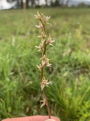 Prasophyllum petilum