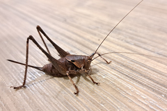 Tettigoniinae