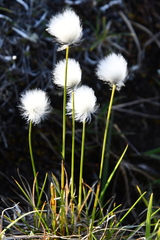 Eriophorum vaginatum