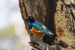 Lamprotornis superbus