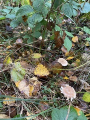 Rhodocollybia butyracea