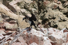 Leucocarbo bougainvillii