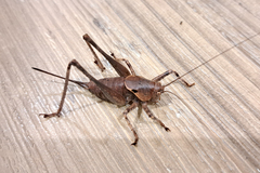 Tettigoniinae