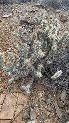 Cylindropuntia acanthocarpa