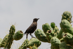 Myrmecocichla aethiops