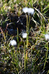 Eriophorum callitrix