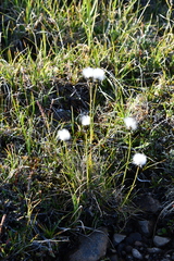 Eriophorum callitrix