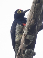 Melanerpes cruentatus