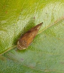 Fieberiella