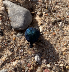 Cysteodemus wislizeni