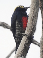 Melanerpes cruentatus
