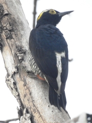 Melanerpes cruentatus
