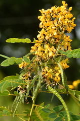 Senna hebecarpa