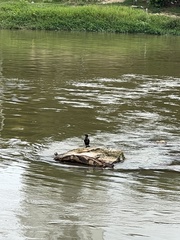 Nannopterum brasilianum