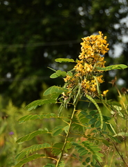Senna hebecarpa