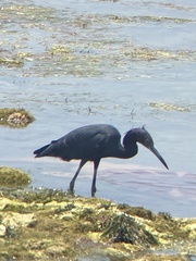 Egretta caerulea