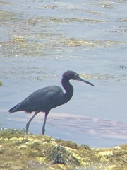 Egretta caerulea