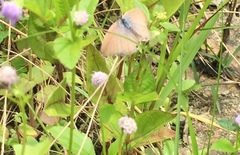 Euchrysops cnejus cnejus