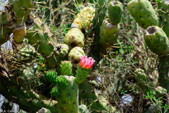 Austrocylindropuntia subulata