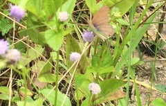 Euchrysops cnejus cnejus
