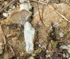 Euchrysops cnejus cnejus