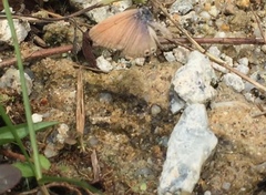 Euchrysops cnejus cnejus