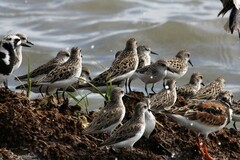 Calidris pusilla
