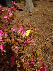 Phoebis sennae